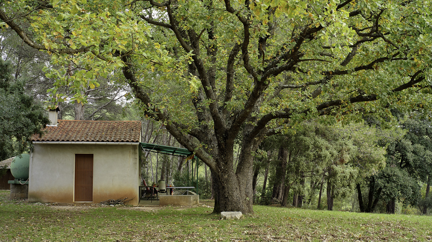 A little house under a tree, Sony NEX-5N and Zeiss ZM Biogon 25