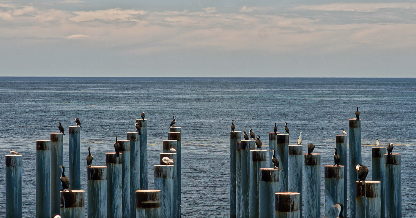 Cormorants on the pillars at the end of the Busselton Jetty. Zeiss 25/2.8 ZM Biogon and Sony NEX-5N