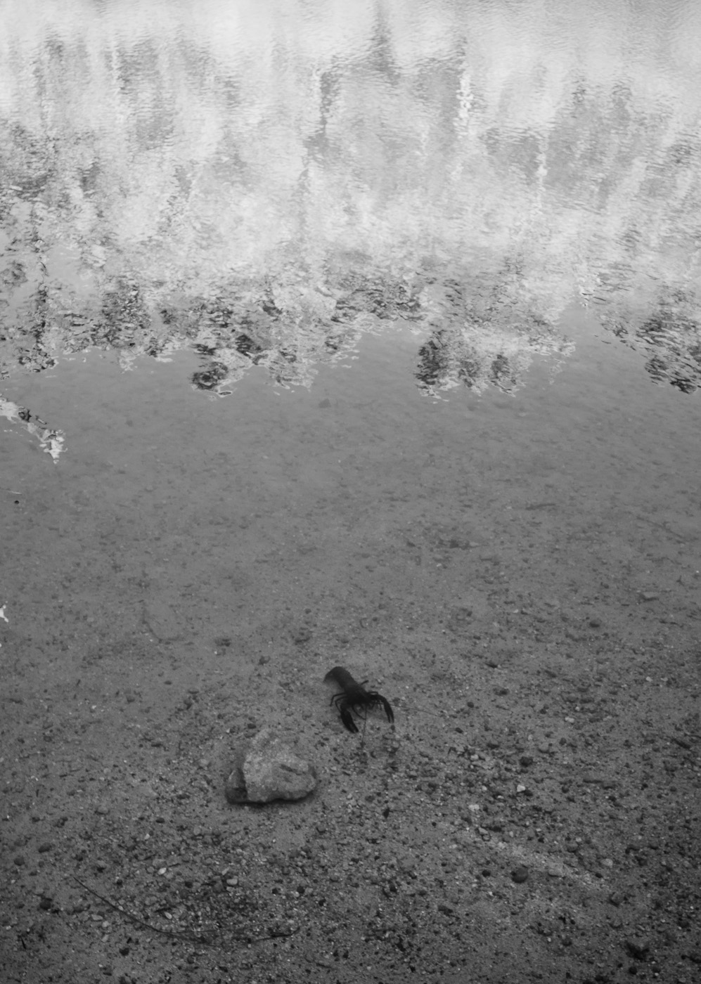A rock lobster in a Margaret River lake, WA. Sony NEX-5n and Zeiss ZM 25mm f/2.8 Biogon