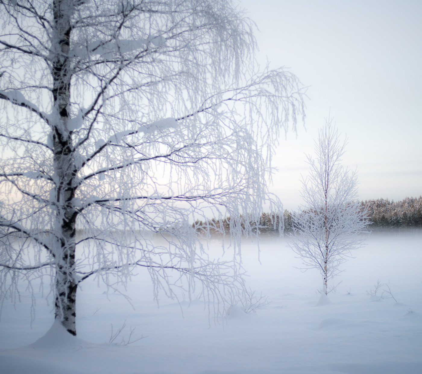 A pair of frosted trees at sunset in Lapland. Nikon D800e with Leica Summicron-R 35