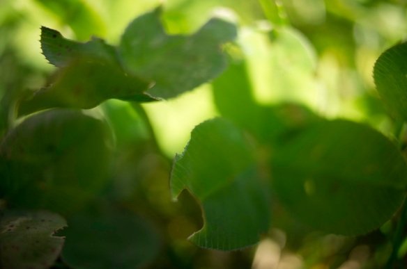 Clover leafes really close up, Sony NEX-5N and Panasonic 14mm